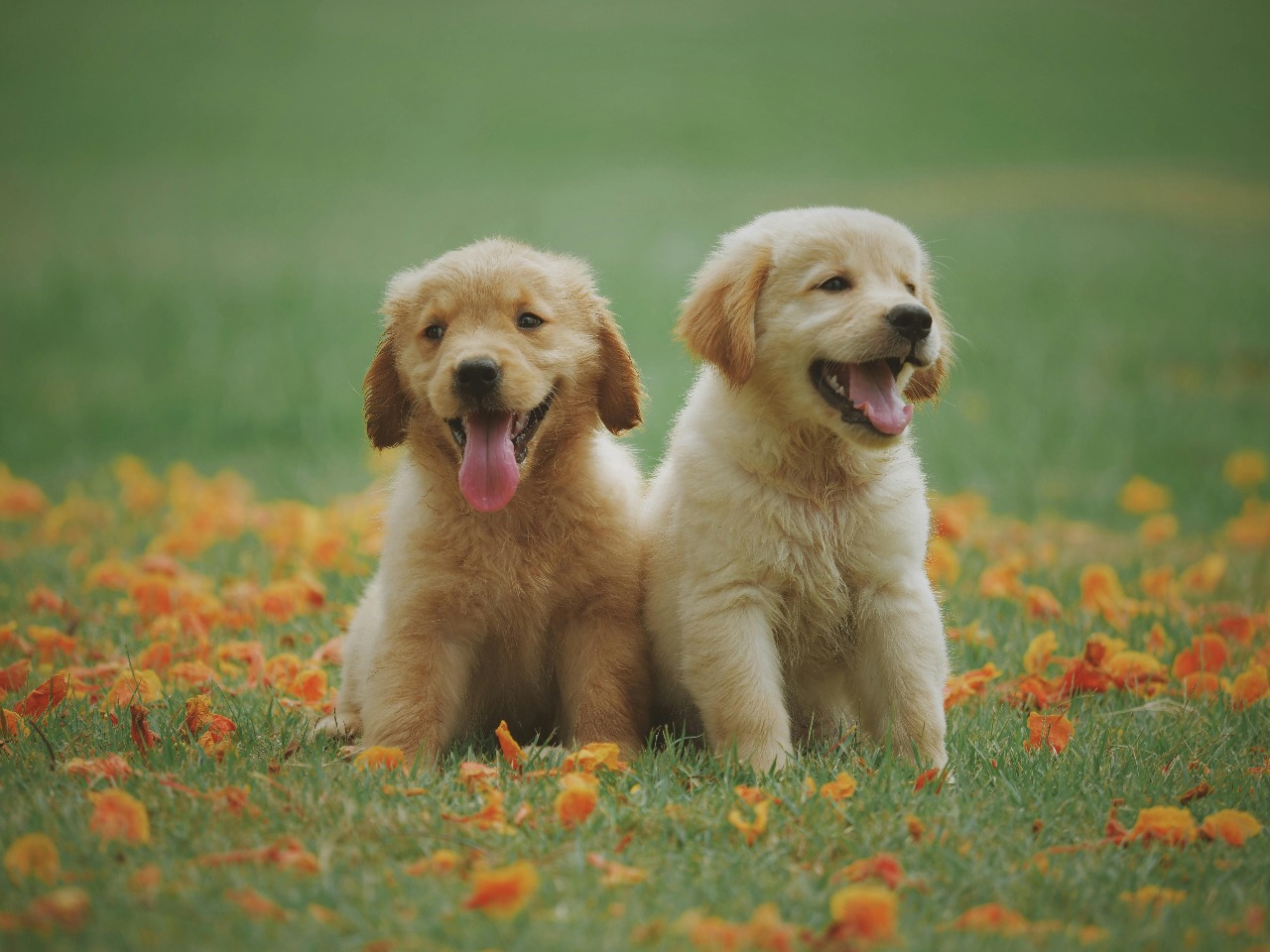 Dog in nature